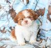 Gorgeous and sweet Shih Tzu puppies for sale