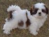 Lovely Shih Tzu puppies Ready