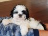 Shih Tzu puppy for sale!