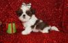 Gorgeous and sweet Shih Tzu puppies for sale