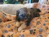 Precious Shih Tzu, 6-week old puppies ready for new homes in 2wks ($18