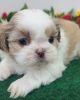 AKC Shih Tzu Puppy For Adoption And Re-homing
