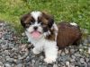 free Shih tzu puppies for a Good Home