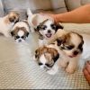 Shihtzu Puppies For Sale!!