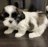 Adorable Shih Tzu puppies ready to go.