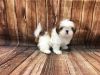 Gorgeous male and female Shih Tzu Puppies For sale
