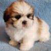 Adorable Male And Female Shih Tzu Puppies for sale