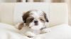 Healthy Male and female shih tzu puppies available