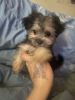 Teacup Yorkie mixed male