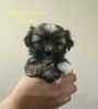 Cute Puppies for Sale