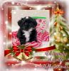 Teacup Shorkie Puppies Ready For Christmas