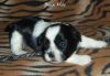 Small & Precious Shorkie Puppies
