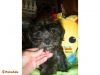 10 week old Small Adorable Male Shorkie