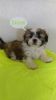 Shorkie Puppies Available
