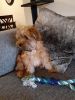 Shorkie puppy 5 month old male