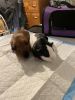 Two Male Guinea Pigs!