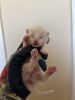 Purebred Siamese Female Kitten White Collar