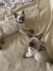 9 week old Male Siamese Kittens