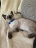 Pure breed Siamese kittens for sale
