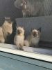 Purebred Siamese kittens