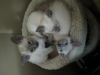 Blue Point Siamese Kittens