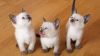 Gorgeous George Siamese Kittens For rehoming