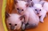 Free Siamese Kittens (xxx) xxx-xxx0