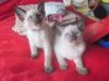 Gccf Reg Siamese Kittens