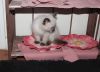 Cutest Siamese Kitty
