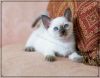Upcoming SIAMESE and BALINESE Litters