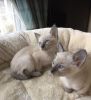 Traditional Siamese Kittens