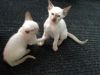 Siamese kittens gorgeous 616 xx 577 xx 2570