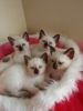 Siamese kittens ready - email me now