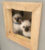 Seal point siamese litter due Labor Day weekend