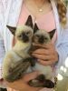TCA Registered 2 sealpoint Siamese kittens left