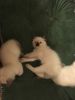3 Siamese Kittens