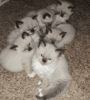 Adorable, Sweet, Loving, Playful Siamese Kittens