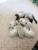 Siamese Kittens now ready to go