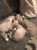 Siamese-Snowshoe Kittens