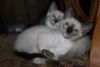 Traditional Color Point Siamese Kittens, Registered