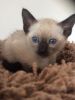 2 beautiful litters available Siamese Kittens