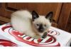 Beautiful male and female Siamese Kittens for free adoption