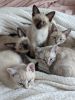 Stunning Siamese kittens ready for their new homes