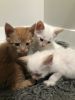 White and orange kittens for sale