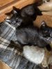 Siamese cross kittens