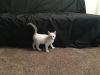 Male Siamese Kitten