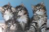 HHJMKL Siberian kittens