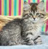Siberian Kittens purebred TICA Registered
