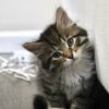 Smooth Coat Siberian Kittens For Sale