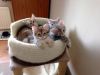 Premium Gccf Registered Siberian Kittens